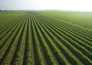agriculture-in-nigeria